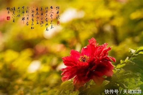 牡丹詩詞|15首“牡丹”古诗，赏诗词中的国色天香